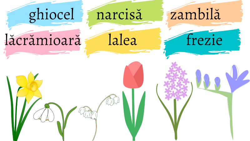 narcisă, ghiocel, lăcrămioare, lalea, zambilă, frezie